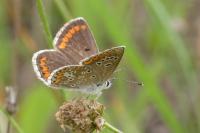 Aricia agestis