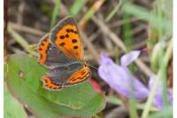 Lycaena phlaeas