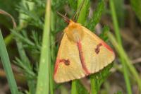 Diacrisia sannio