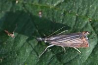 Chrysoteuchia culmella