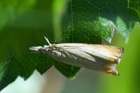 Chrysoteuchia culmella