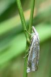 Crambus lathoniellus