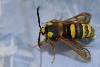 Sesia apiformis