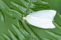 Tortrix viridana