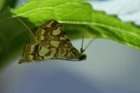 Elophila nymphaeata