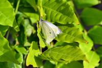 Pieris rapae