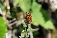 Polygonia c-album