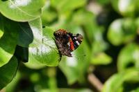 Vanessa atalanta