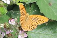 Argynnis paphia