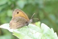 Maniola jurtina