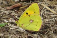 Colias crocea
