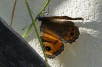 Lasiommata maera
