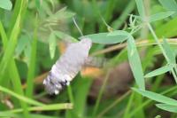 Macroglossum stellatarum
