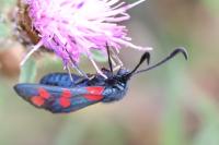 Zygaena filipendulae