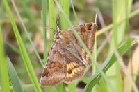 Euclidia glyphica
