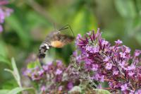 Macroglossum stellatarum