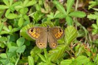 Lasiommata maera