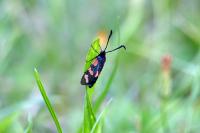 Zygaena transalpina
