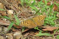 Argynnis paphia