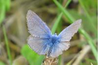 Polyommatus icarus