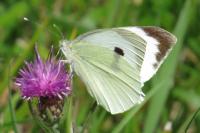 Pieris napi