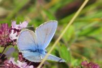 Polyommatus icarus
