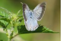 Celastrina argiolus