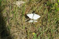 Pieris napi