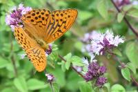 Argynnis paphia