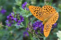 Argynnis paphia