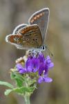 Aricia agestis
