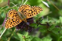 Boloria dia