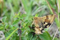 Heliothis viriplaca