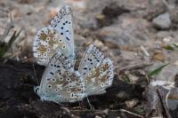 Lysandra coridon
