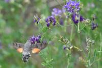 Macroglossum stellatarum