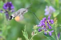 Macroglossum stellatarum