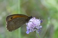 Maniola jurtina