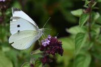 Pieris rapae