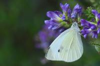 Pieris rapae