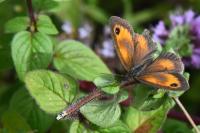 Pyronia tithonus