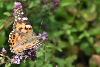 Vanessa cardui