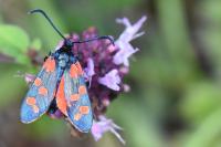 Zygaena transalpina