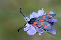 Zygaena transalpina