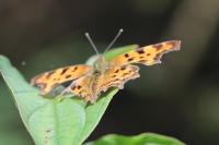 Polygonia c-album