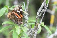Vanessa atalanta