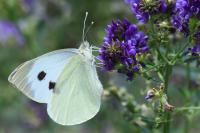 Pieris brassicae