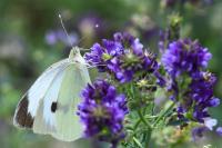 Pieris brassicae