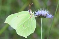 Gonepteryx rhamni