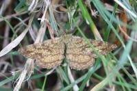 Ematurga atomaria