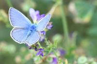 Polyommatus icarus